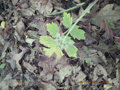 Hydrophyllum macrophyllum
