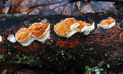 Scytinostroma artocreas