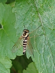 Chrysopilus ornatus