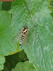 Chrysopilus ornatus