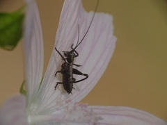 Antaxius