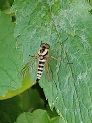 Chrysopilus ornatus