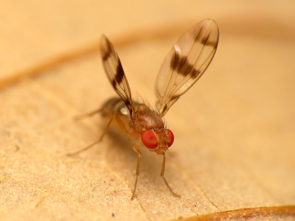Chymomyza amoena