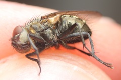 Pollenia angustigena