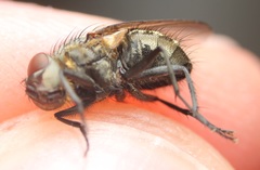 Pollenia angustigena