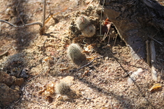 Mammillaria phitauiana