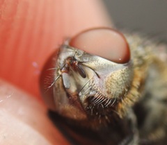 Pollenia angustigena