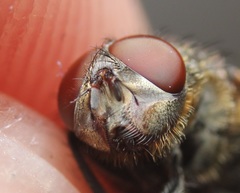 Pollenia angustigena