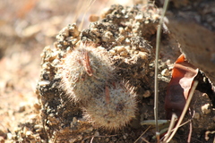 Mammillaria phitauiana