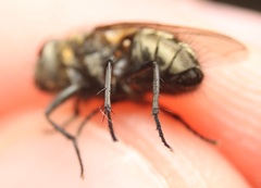 Pollenia angustigena