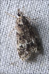 Eudonia protorthra