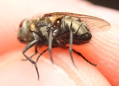 Pollenia angustigena