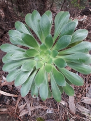 Aeonium urbicum image