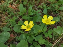 Ranunculus peruvianus
