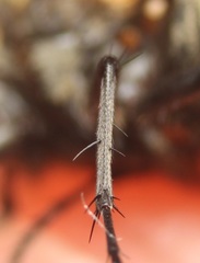 Pollenia angustigena