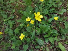 Ranunculus peruvianus