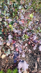 Muehlenbeckia rhyticarya