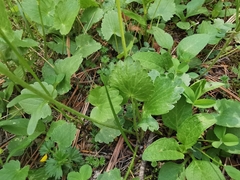 Ranunculus peruvianus