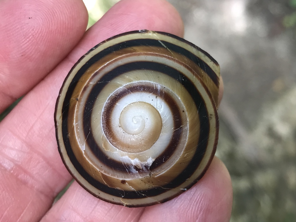 Caracolus sagemon