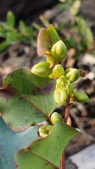 Muehlenbeckia rhyticarya