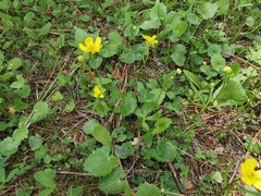 Ranunculus peruvianus