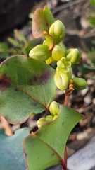 Muehlenbeckia rhyticarya