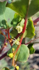 Muehlenbeckia rhyticarya