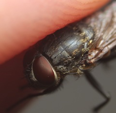 Pollenia angustigena