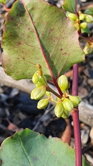 Muehlenbeckia rhyticarya