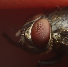 Pollenia angustigena