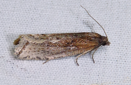 Eucosma kokana