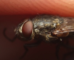 Pollenia angustigena