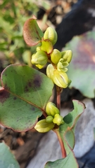 Muehlenbeckia rhyticarya