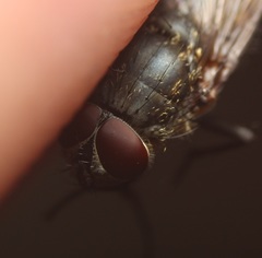 Pollenia angustigena