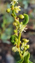 Muehlenbeckia rhyticarya