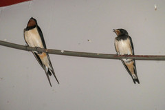 Hirundo rustica