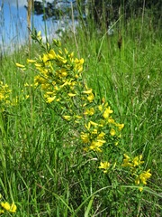 Cytisus procumbens