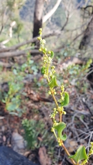 Muehlenbeckia rhyticarya