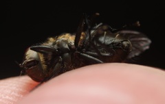 Pollenia angustigena