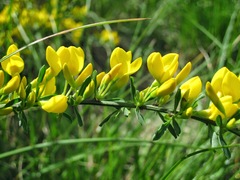 Cytisus procumbens