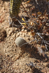 Mammillaria phitauiana