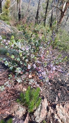 Muehlenbeckia rhyticarya