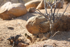 Echinocereus sciurus