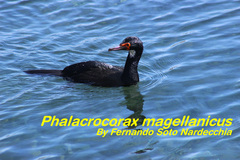 Leucocarbo magellanicus