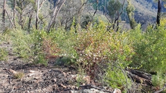 Muehlenbeckia rhyticarya