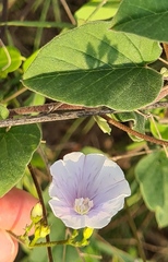 Jacquemontia pringlei