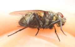 Pollenia angustigena