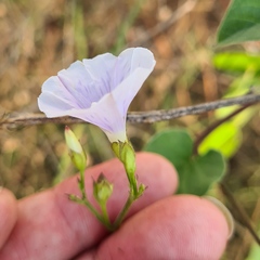 Jacquemontia pringlei