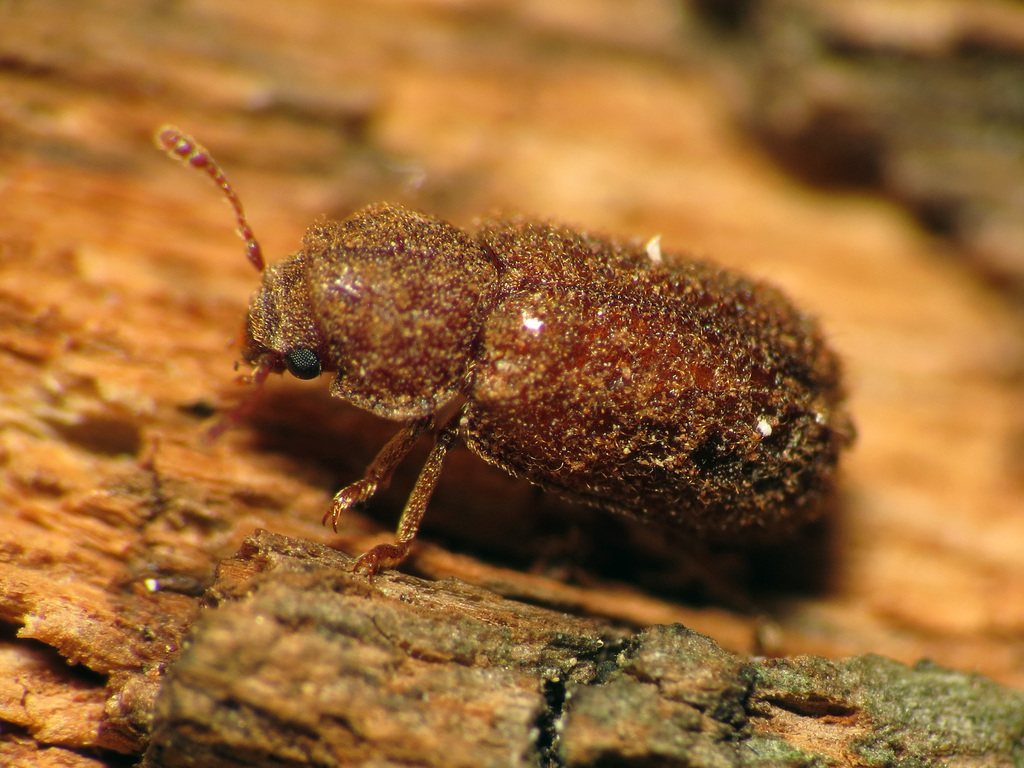 Endecatomus rugosus