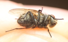 Pollenia angustigena